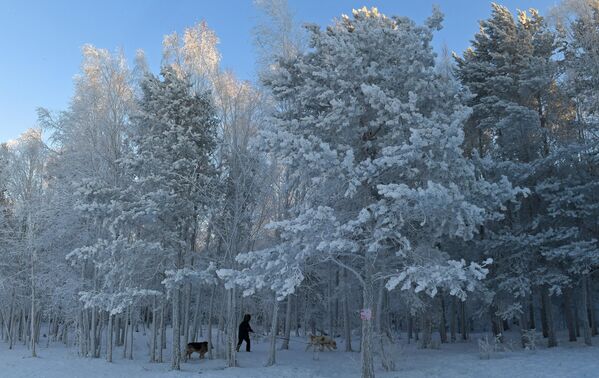 Женщина гуляет с собакой в таежном лесу в морозный день в окрестностях Красноярска. - Sputnik Беларусь