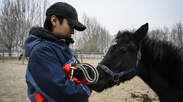 Первый клонированный в Китае конь Чжуан Чжуан, выведенная китайской компанией Sinogene, вместе с дрессировщиком Инь Чуюном в загоне клуба верховой езды Sheerwood в Пекине - Sputnik Беларусь