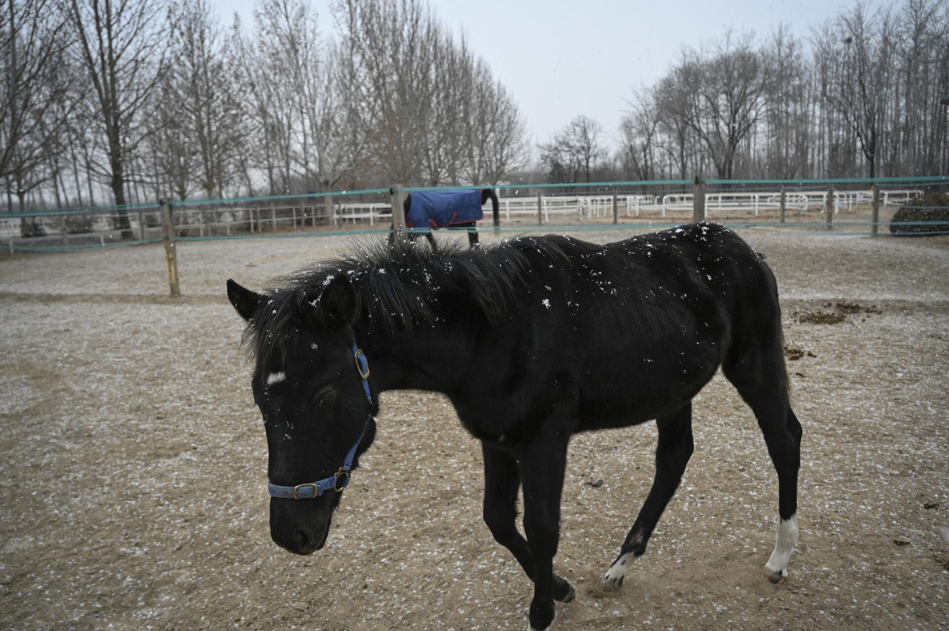 Первый клонированный в Китае конь Чжуан Чжуан, выведенная китайской компанией Sinogene, вместе с дрессировщиком Инь Чуюном в загоне клуба верховой езды Sheerwood в Пекине - Sputnik Беларусь, 1920, 13.01.2023