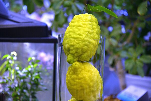 Новозеландский лимон, который вырастили в лимонарии Ботанического сада Минска - Sputnik Беларусь