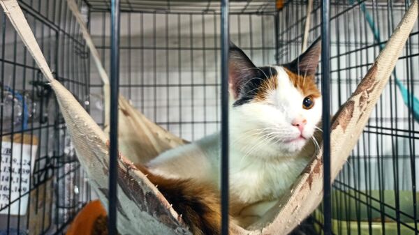 Коты в центре помощи бездомным животным Старый кот - Sputnik Беларусь