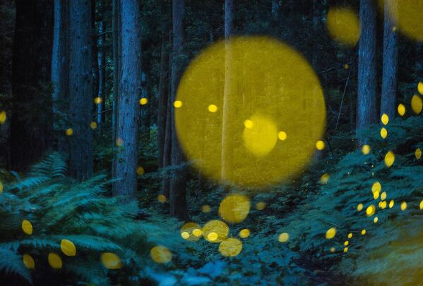 Снимок японского фотографа Казуаки Косеки, получивший высокую оценку в категории Green Planet, Blue Planet, серии фотографий.Светлячки в лесу летней ночью выглядят как рождественские иллюминации. Они проживут всего десять дней, но все это время будут ярко сиять.  - Sputnik Беларусь