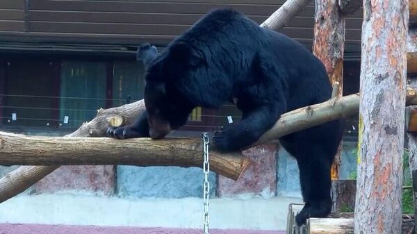 Три медведя, изъятые у контрабандистов, нашли дом в зоопарке ― видео - Sputnik Беларусь