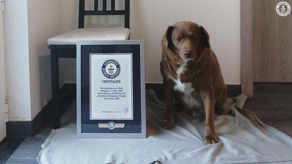 Самая старая собака в мире по кличке Боби вошла в Книгу рекордов Гиннеса - Sputnik Беларусь