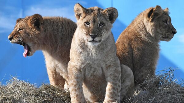 Три африканских львенка во Владивостоке - Sputnik Беларусь