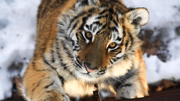 Котята бывают разные: призыв амурской тигрицы к детенышам попал на видео - Sputnik Беларусь