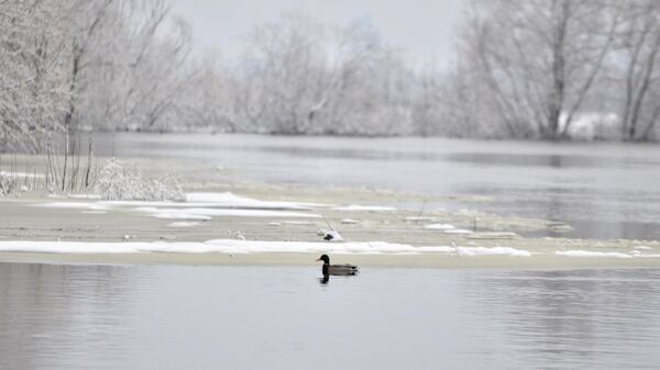 Утки на реке Сож зимой - Sputnik Беларусь