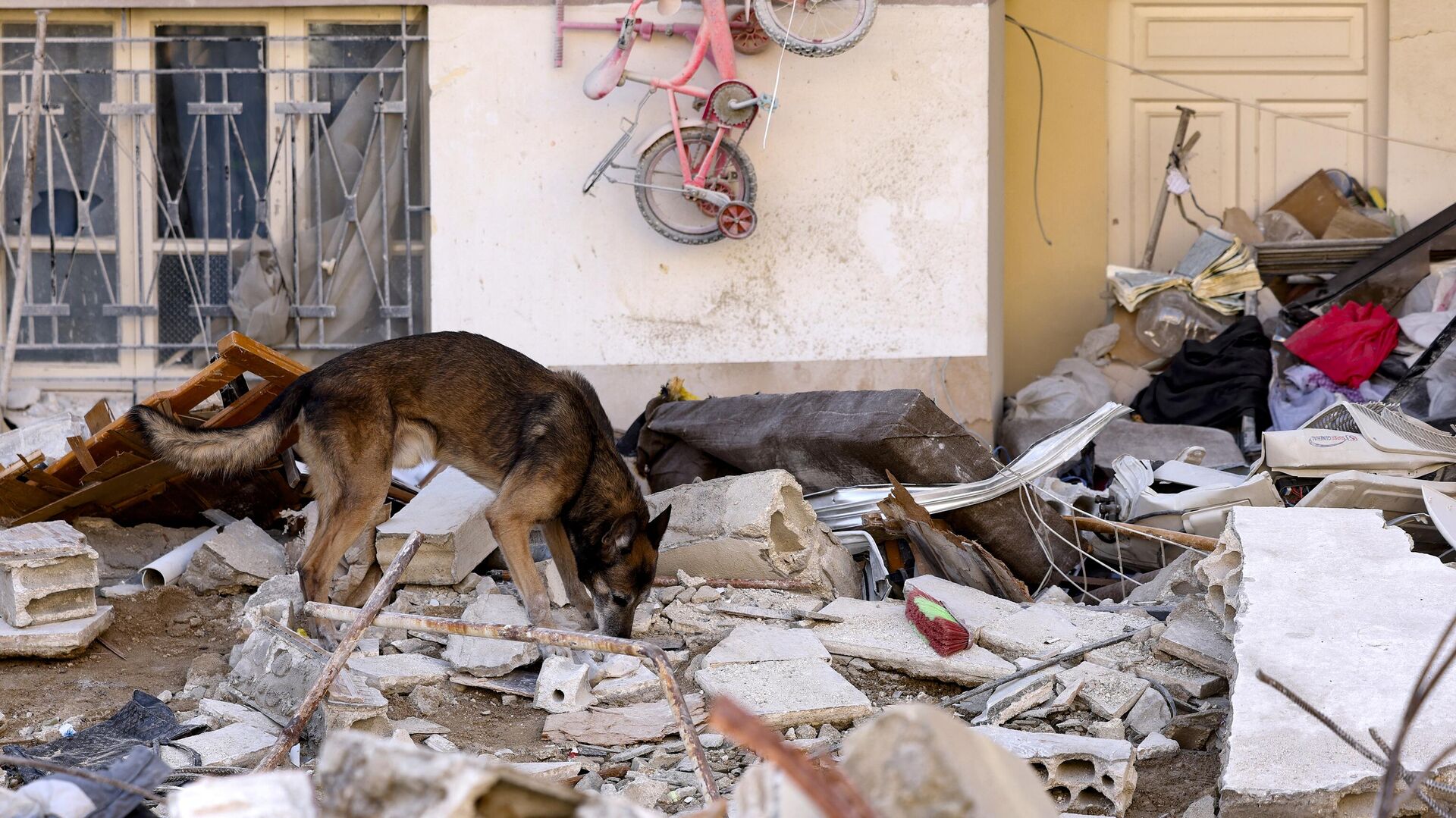 Собака-спасатель ищет жертв и выживших в городе Джабле в провинции Латакия, к северо-западу от сирийской столицы, 12 февраля 2023 года - Sputnik Беларусь, 1920, 26.02.2023