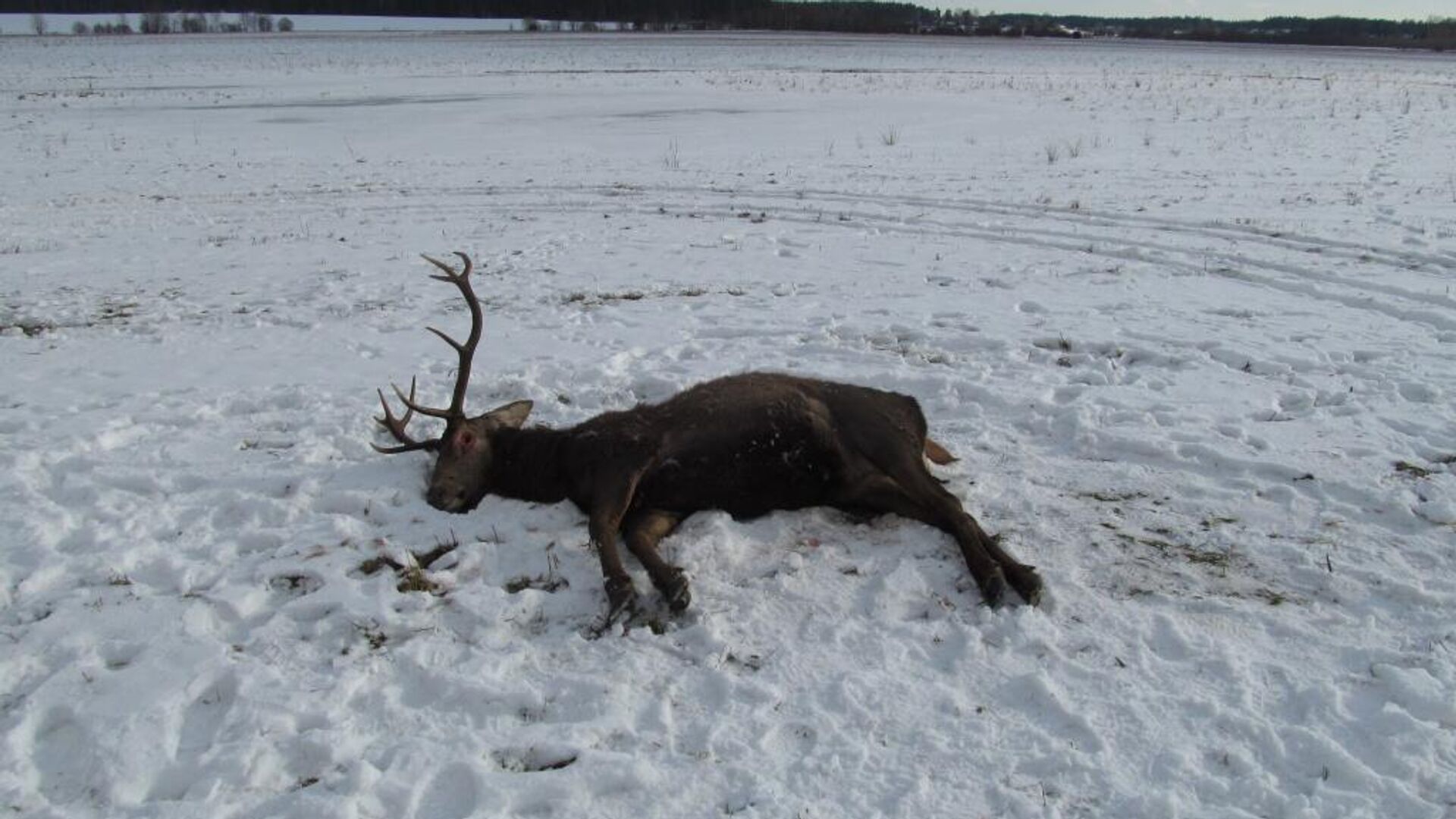 Убитый браконьерами олень благородный в Столбцовском районе - Sputnik Беларусь, 1920, 13.02.2023