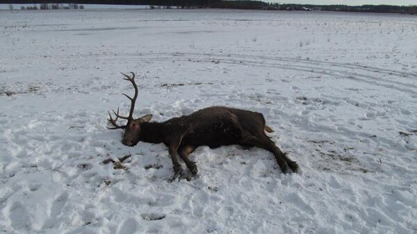 Убитый браконьерами олень благородный в Столбцовском районе - Sputnik Беларусь