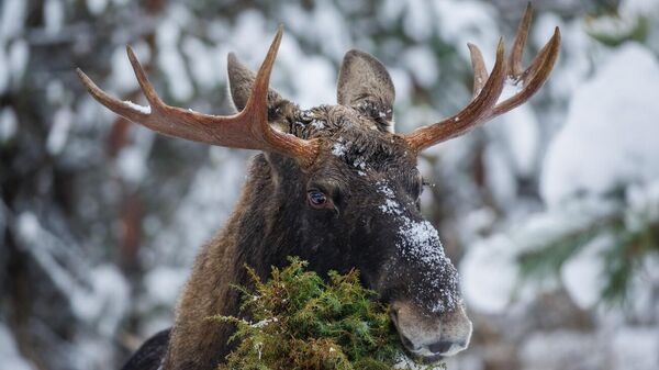 Лось - Sputnik Беларусь