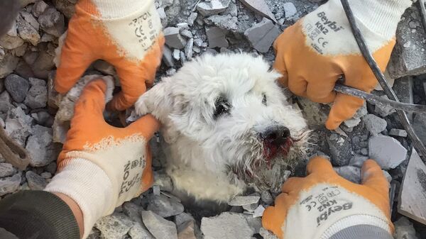 Спасатели извлекают собаку по кличке Памук из-под обломков рухнувшего здания в Хатае 9 февраля 2023 года, через три дня после сильного землетрясения - Sputnik Беларусь