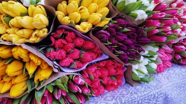 Торговля тюльпанами в центре Витебска: продавцов меньше – цены выше - Sputnik Беларусь