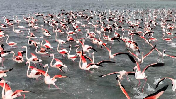 От этого видео захватывает дух ― сотни фламинго на озере Караколь - Sputnik Беларусь