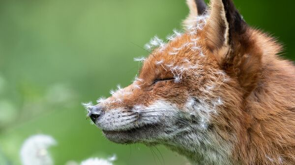 Снимок Sleeping With Dandelions фотографа Lewis Newman, победивший в категории Animal Portraits конкурса British Wildlife Photographer of the Year 2023 - Sputnik Беларусь
