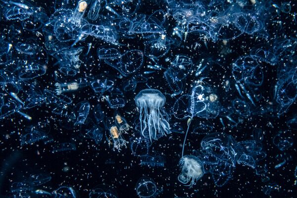 &quot;Добро пожаловать в зоопарк&quot;. Хенли Спайерс.Планктон привлек целую армию медуз. - Sputnik Беларусь