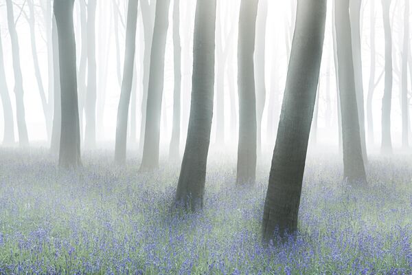 &quot;Мистический лес&quot;. Филип Селби Бич.Густой туман на холме Бэдбери в Оксфордшире. - Sputnik Беларусь