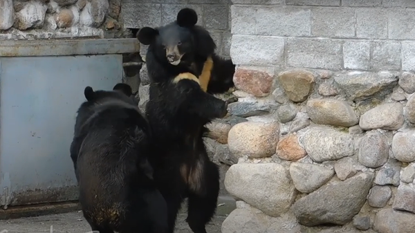 Медведи в Гродненском зоопарке - Sputnik Беларусь