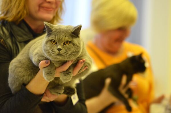 Выставка кошек в Гомеле - Sputnik Беларусь