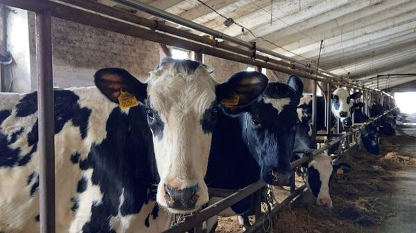 Ферма - Sputnik Беларусь