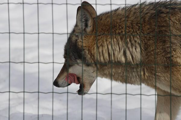 Волк в зоопарке Березинского биосферного заповедника - Sputnik Беларусь