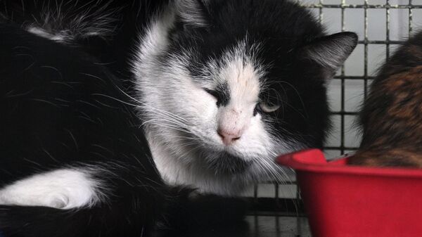 Брошенный кот в в приемнике, архивное фото - Sputnik Беларусь