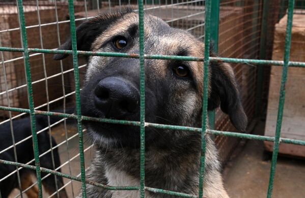 В прошлом году сотрудники предприятия отловили 885 собак и 1227 котов, еще 629 животных сдали в пункт сами люди. - Sputnik Беларусь