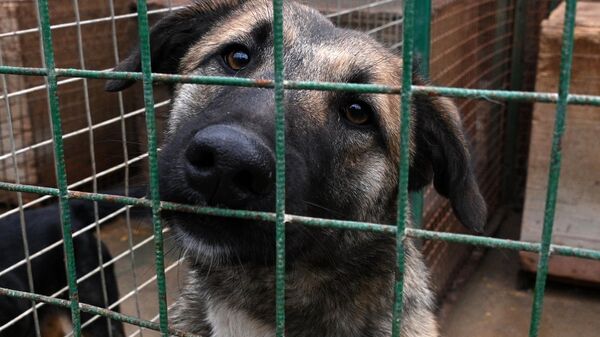 Бездомная собака в приемнике Фауна города на Гурского - Sputnik Беларусь