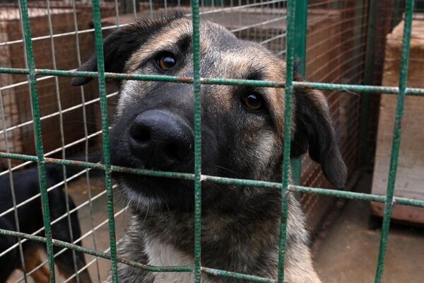 В прошлом году сотрудники предприятия отловили 885 собак и 1227 котов, еще 629 животных сдали в пункт сами люди. - Sputnik Беларусь