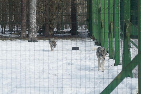 Волки в зоопарке Березинского биосферного заповедника - Sputnik Беларусь