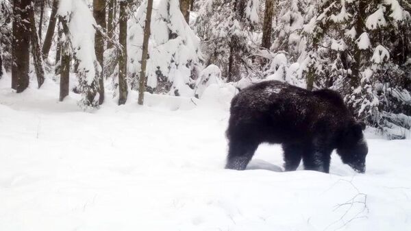 Медведь в Березенском заповеднике - Sputnik Беларусь