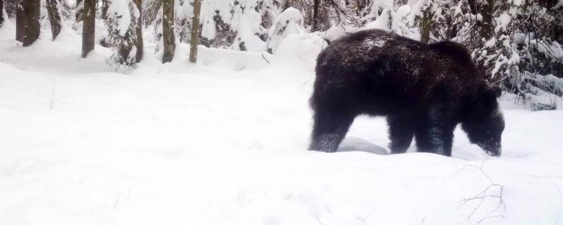 Медведь в Березенском заповеднике - Sputnik Беларусь, 1920, 24.03.2023