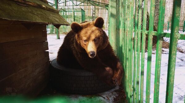 Пора вставать: медведи выходят из спячки в Березинском заповеднике - Sputnik Беларусь
