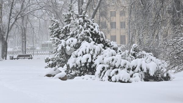 Снег и метель в Минске - Sputnik Беларусь