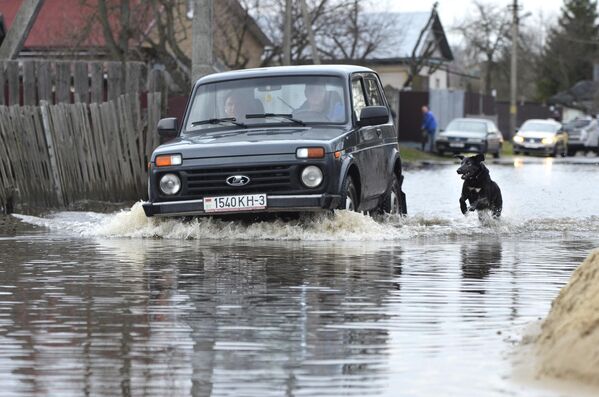 У местных собак новое развлечение - провожать автомобили и велосипеды вприпрыжку по воде. - Sputnik Беларусь