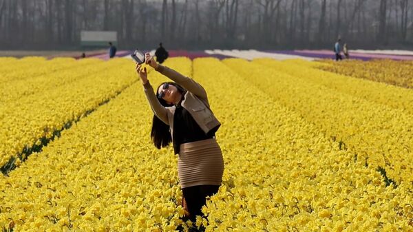 Поля тюльпанов и нарциссов в Нидерландах с высоты птичьего полета - Sputnik Беларусь