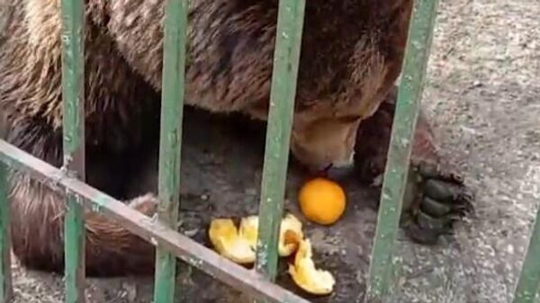 Медведица в Беларуси научилась чистить апельсины по методу Чебурашки ― видео - Sputnik Беларусь