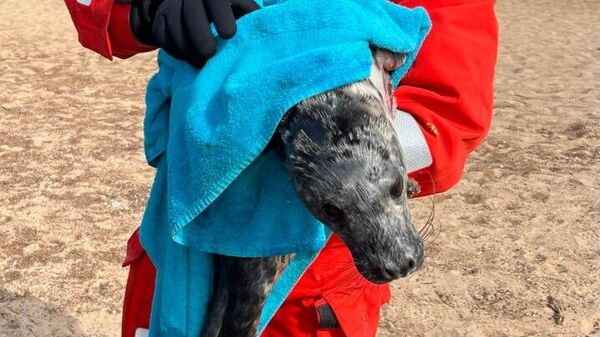Найденный спасателями пасхальный тюлень направлен на реабилитацию - Sputnik Беларусь