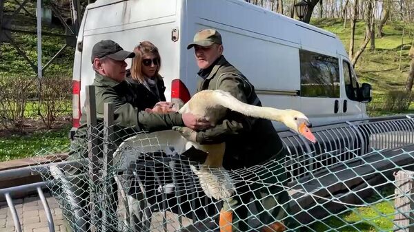 Впервые на видео: гомельские лебеди вернулись в пруд после зимовки  - Sputnik Беларусь