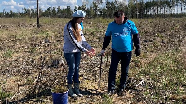 Субботник в Гродно: сажали лес на месте сгоревшего у литовской границы - Sputnik Беларусь