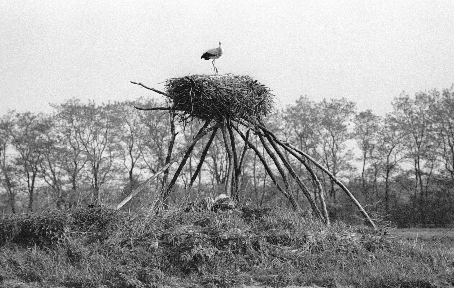 Гнездо аиста в 30-километровой зоне от Чернобыльской АЭС.
 - Sputnik Беларусь, 1920, 25.04.2023