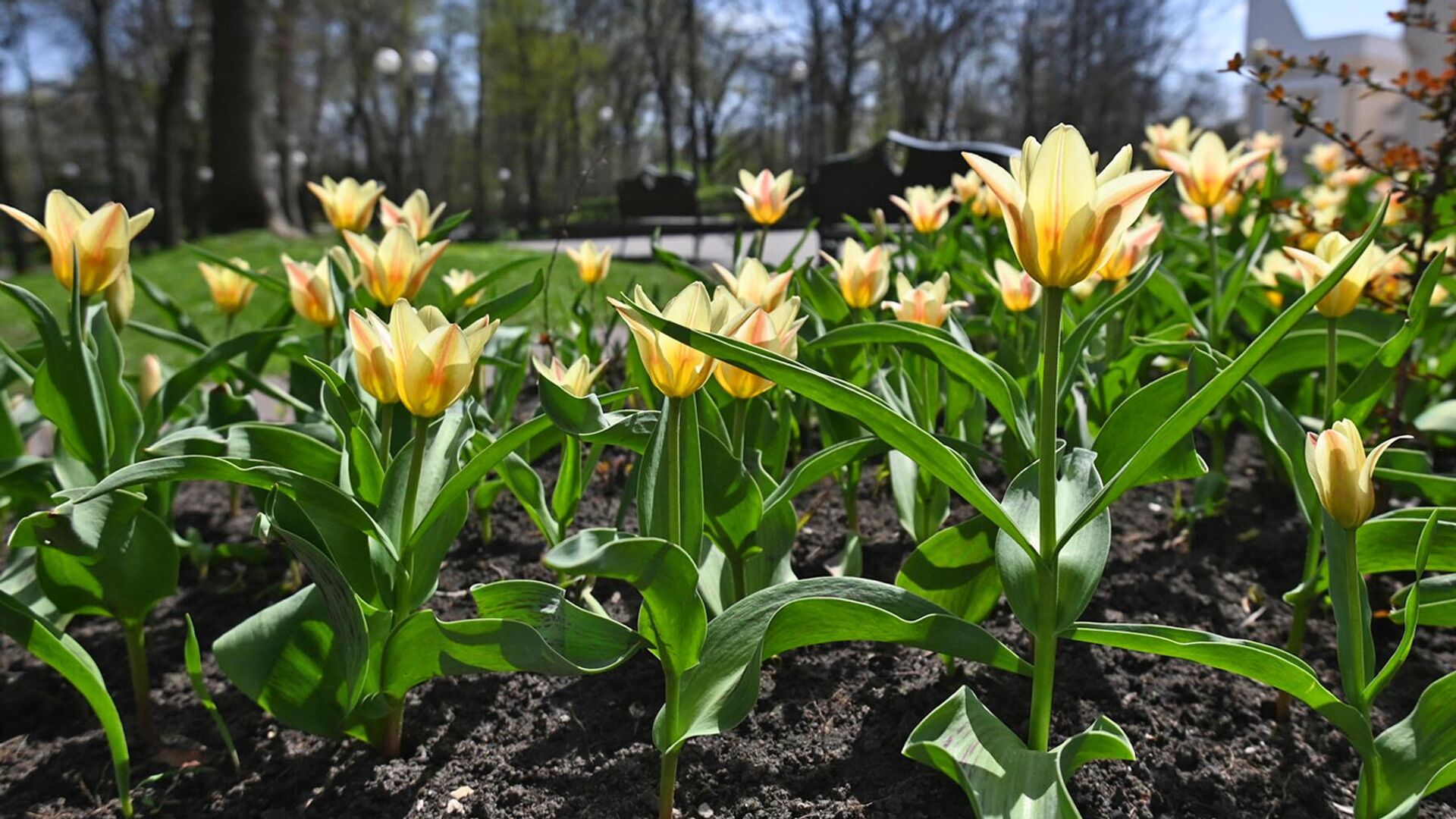 Тюльпаны цветут в парке Гомеля - Sputnik Беларусь, 1920, 19.05.2023
