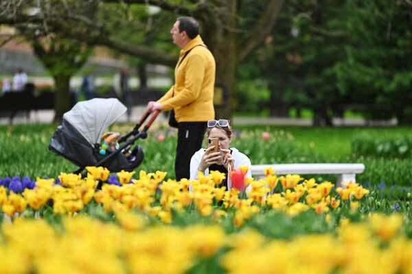 Более 20 сортов тюльпанов прямо сейчас радуют своим цветущим видом. - Sputnik Беларусь