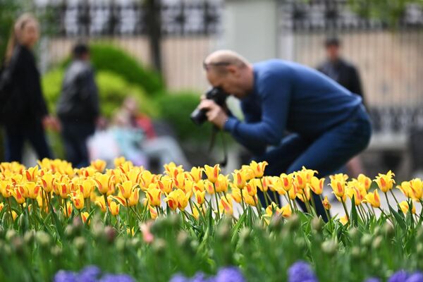 Тюльпаны цветут в парке Гомеля - Sputnik Беларусь