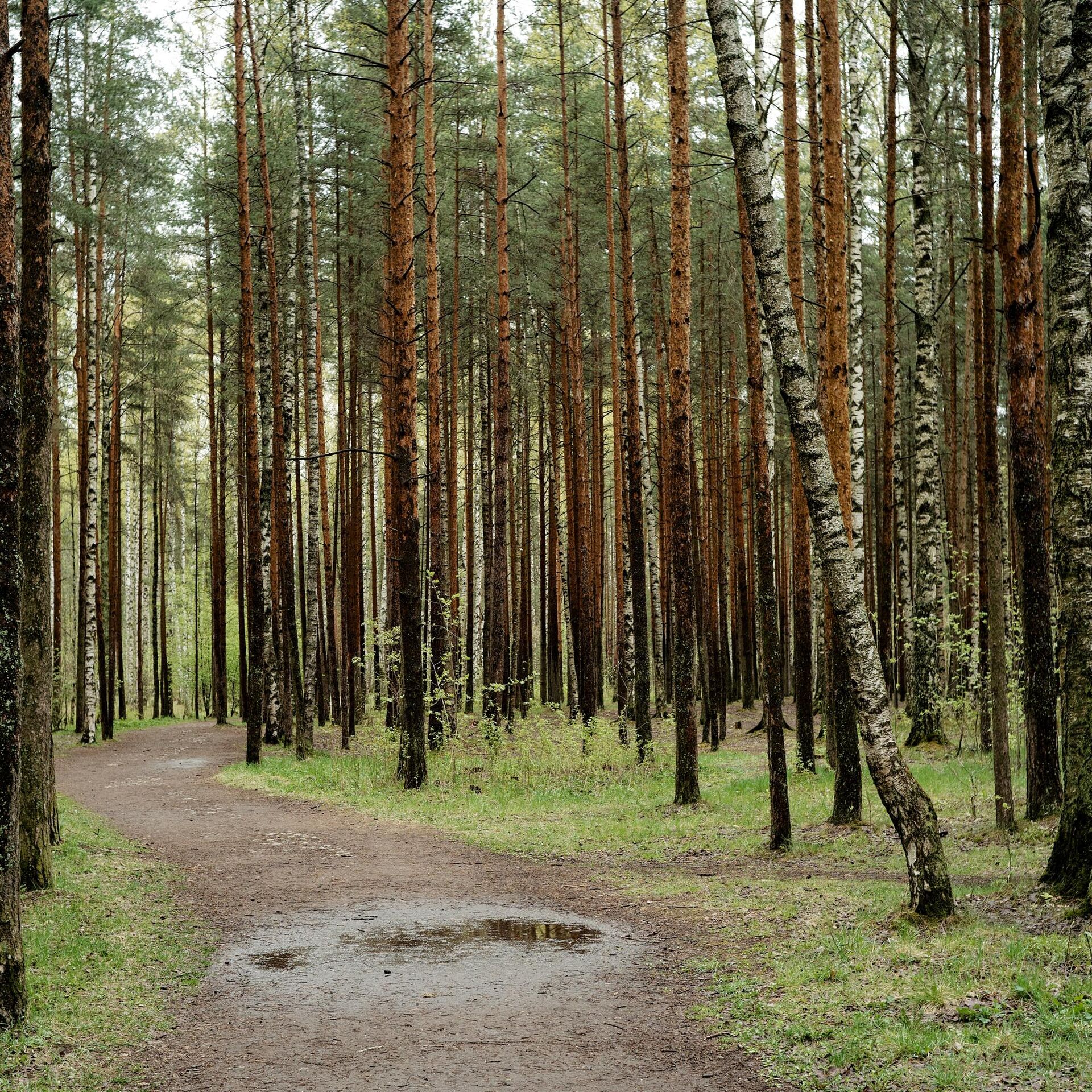 Ограничения на посещения лесов практически сняты - 01.07.2023, Sputnik  Беларусь