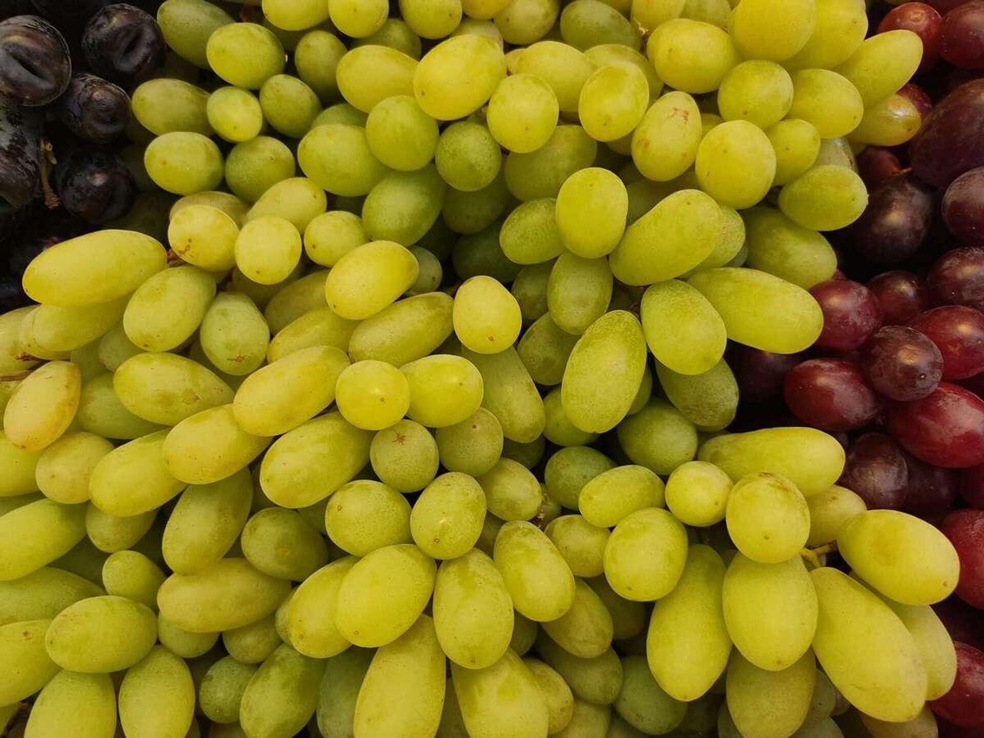 Поклонники винограда смогут купить вкусные и красивые ягоды - Sputnik Беларусь, 1920, 12.05.2023