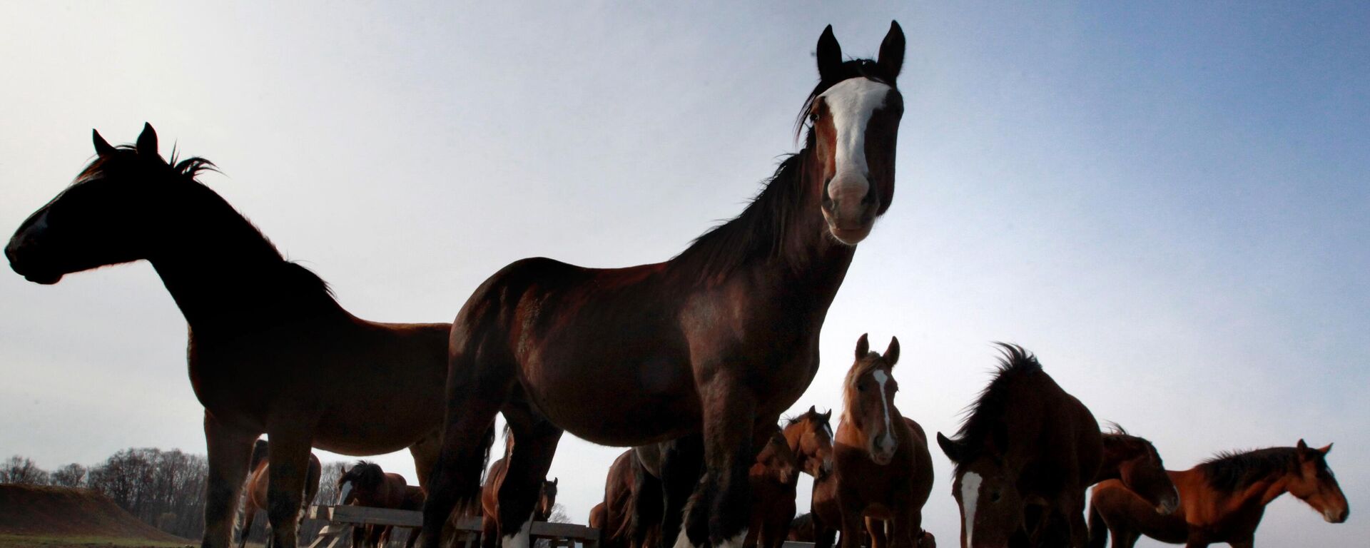 Новоникольский конный завод в Приморском крае - Sputnik Беларусь, 1920, 16.05.2023