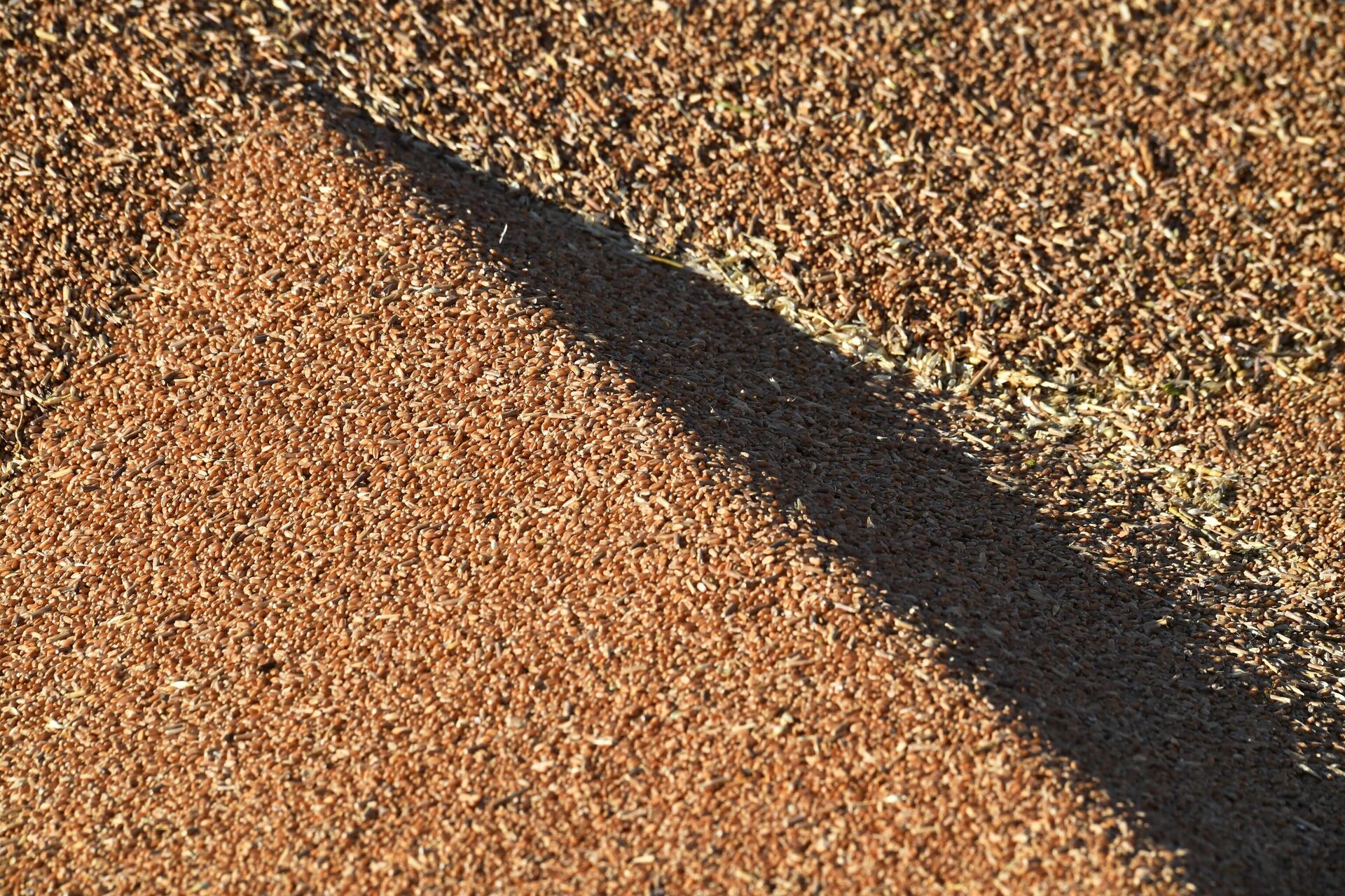 Зерно в пункте разгрузки - Sputnik Беларусь, 1920, 15.06.2023