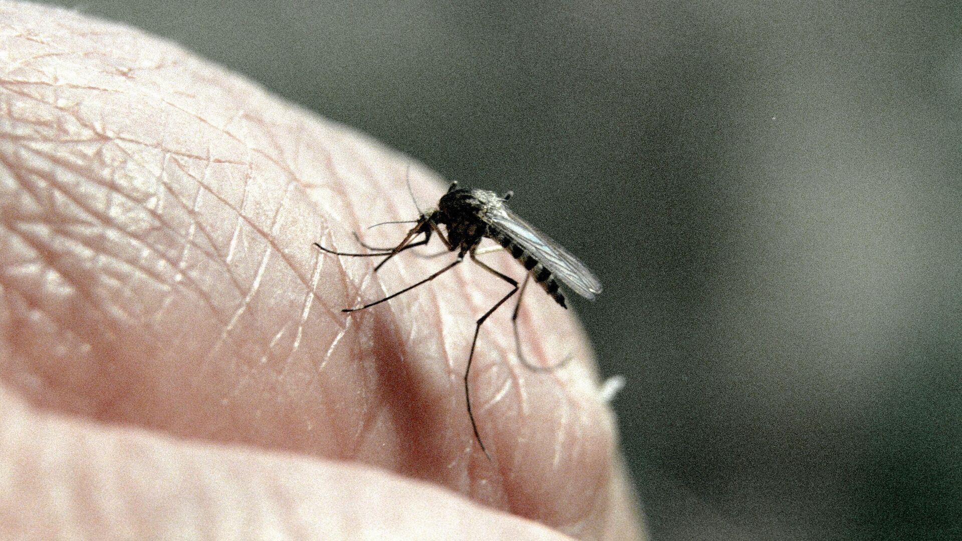 Избавляемся от зуда после укусов комаров: 6 народных безопасных средств