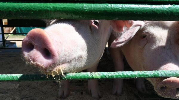 Свиньи - Sputnik Беларусь